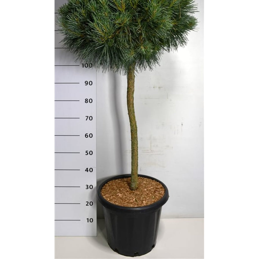 Tall – Pinus sylvestris 'Chantry Blue' - C25 90 cm. Stam